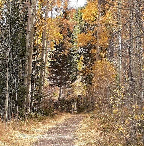 Meet your Posher, Elizabeth - Picture 1 of 1